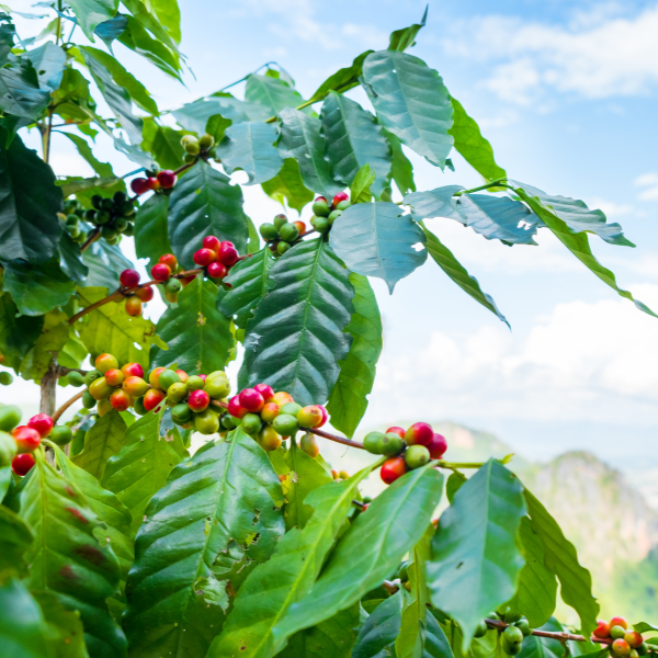 Coffee plant in Thailand with clusters of red and green coffee cherries on leafy branches