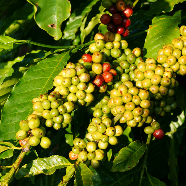Close-up of Vietnamese coffee plant with bunches of green coffee cherries ripening among leaves